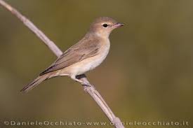 Attēlu rezultāti vaicājumam “Sylvia borin adult”