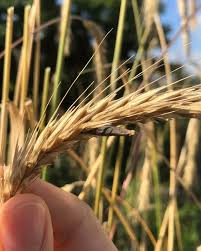 Attēlu rezultāti vaicājumam “Claviceps purpurea”