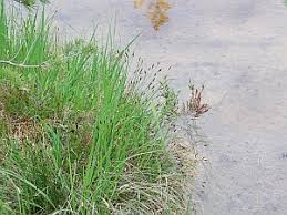 Attēlu rezultāti vaicājumam “Schoenus ferrugineus fruit”