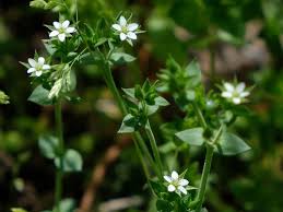 Attēlu rezultāti vaicājumam “Arenaria serpyllifolia flower”