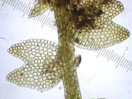 Attēlu rezultāti vaicājumam “Cladopodiella francisci”