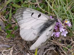 Attēlu rezultāti vaicājumam “Parnassius mnemosyne underside”