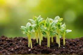 Image result for Petersilie