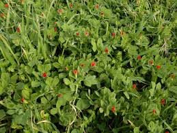 Image result for Lotus tetragonolobus