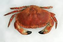 Image result for Cancer pagurus