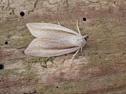 Attēlu rezultāti vaicājumam “Mythimna flammea”