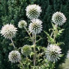 Image result for Frostabella ginsterfarmii