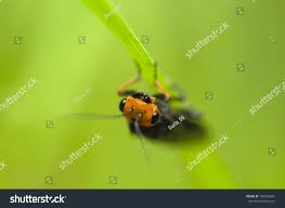 Attēlu rezultāti vaicājumam “Acantholyda erythrocephala”