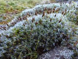 Attēlu rezultāti vaicājumam “Racomitrium heterostichum”