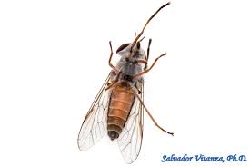 Attēlu rezultāti vaicājumam “Tabanidae”