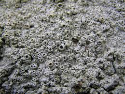 Attēlu rezultāti vaicājumam “Thelotrema lepadinum”