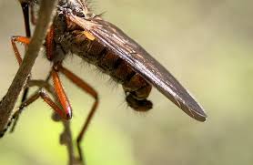 Attēlu rezultāti vaicājumam “Empis sp.”