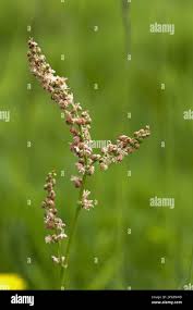 Attēlu rezultāti vaicājumam “Rumex acetosa flower”