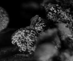 Attēlu rezultāti vaicājumam “Physarum album spores”