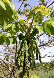 Attēlu rezultāti vaicājumam “Juglans mandshurica”
