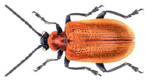 Attēlu rezultāti vaicājumam “Lilioceris lilii”