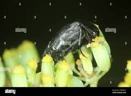 Attēlu rezultāti vaicājumam “Mordella sp.”