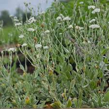 Image result for Lychnis coronaria alba