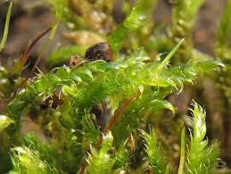 Attēlu rezultāti vaicājumam “Herzogiella seligeri”