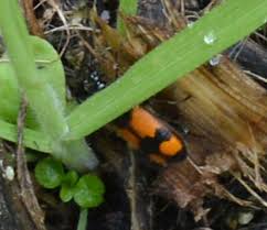 Attēlu rezultāti vaicājumam “Panagaeus cruxmajor”