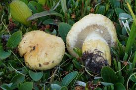 Attēlu rezultāti vaicājumam “Lactarius repraesentaneus”