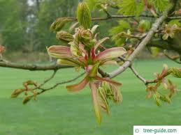 Attēlu rezultāti vaicājumam “Acer platanoides bud”