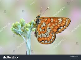 Attēlu rezultāti vaicājumam “Euphydryas maturna pupa”