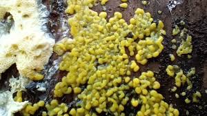 Attēlu rezultāti vaicājumam “Ceratiomyxa porioides young”