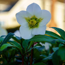 Attēlu rezultāti vaicājumam “Helleborus niger flower”