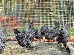 Image result for Plymouth Rhc