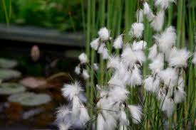 Attēlu rezultāti vaicājumam “Eriophorum angustifolium flower”