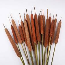 Attēlu rezultāti vaicājumam “Typha angustifolia  fruit”