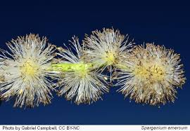 Attēlu rezultāti vaicājumam “Sparganium erectum aggr. flower”