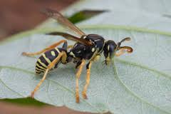 Attēlu rezultāti vaicājumam “Polistes nimpha”