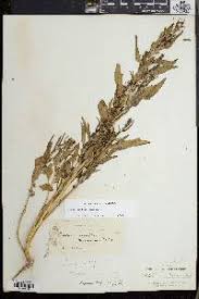 Attēlu rezultāti vaicājumam “Chenopodium rubrum”