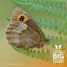 Attēlu rezultāti vaicājumam “Erebia aethiops upperside”