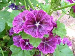 Image result for Malva sylvestris var. mauritiana