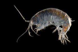 Attēlu rezultāti vaicājumam “Amphipoda”