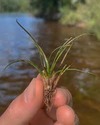 Attēlu rezultāti vaicājumam “Isoetes echinospora leaf”