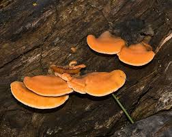 Attēlu rezultāti vaicājumam “Phyllotopsis nidulans”