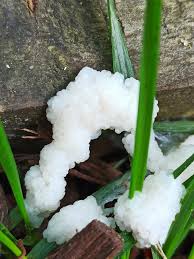 Attēlu rezultāti vaicājumam “Brefeldia maxima young”