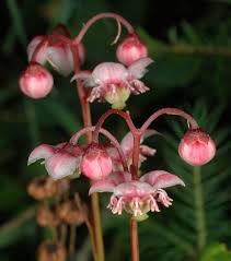Attēlu rezultāti vaicājumam “Chimaphila umbellata flower”