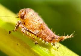 Attēlu rezultāti vaicājumam “Cicadellidae”