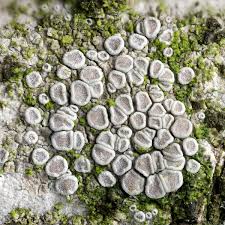 Attēlu rezultāti vaicājumam “Lecanora carpinea”