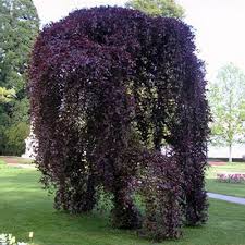 Attēlu rezultāti vaicājumam “Fagus sylvatica fo. purpurea female flower”
