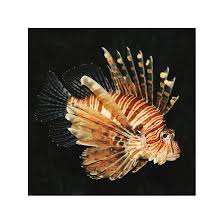 Image result for Pterois miles