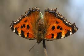 Attēlu rezultāti vaicājumam “Nymphalis xanthomelas upperside”