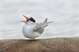 Attēlu rezultāti vaicājumam “Sterna”