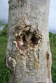 Attēlu rezultāti vaicājumam “Cribraria martinii stalked”