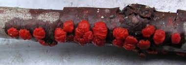 Attēlu rezultāti vaicājumam “Peniophora rufa”